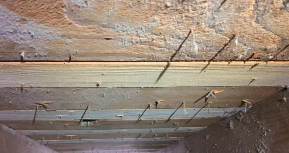 Attic roof boards with protruding nails and wood framing, Scranton PA