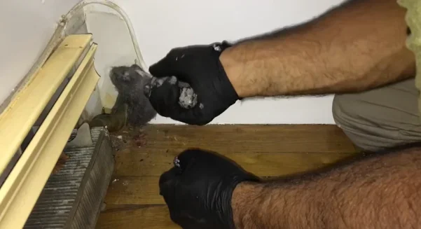 Gloved hands removing a dead mouse near a baseboard heater, Scranton PA