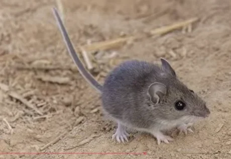 Deer mouse on bare ground, side view, Scranton PA