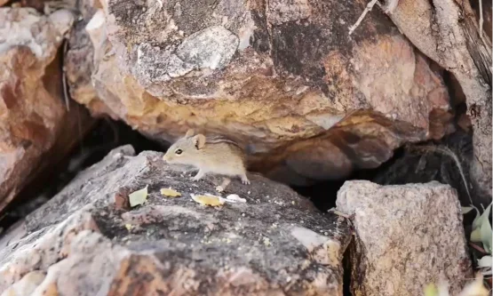 Small field mouse among rocks outdoors, East Mountain Scranton PA