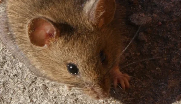 Close-up of a house mouse face, Scranton PA
