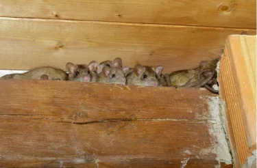 Mice nesting along a wooden beam in an attic, Scranton PA