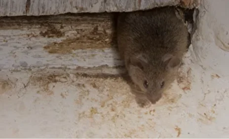 Mouse entering a hole in a wall, Scranton PA