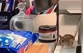 Mouse on a kitchen counter near packaged food, Scranton PA
