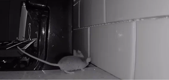 A mouse on a kitchen counter at night, near food and food preparation surfaces