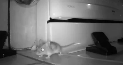 Mouse on a kitchen floor near a stove and a snap trap at night, Scranton PA