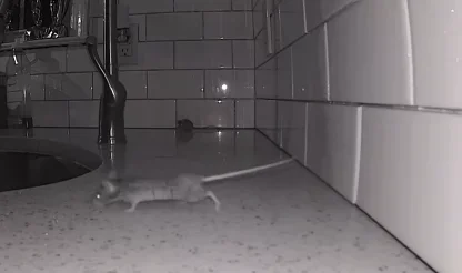 A mouse running along a kitchen counter near a sink, a sign of established activity in a food-handling area