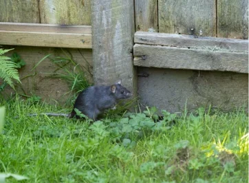 Norway rat in grass near a wooden fence, Scranton PA