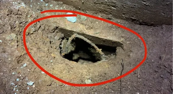 Rodent burrow hole in soil near a foundation, Scranton PA