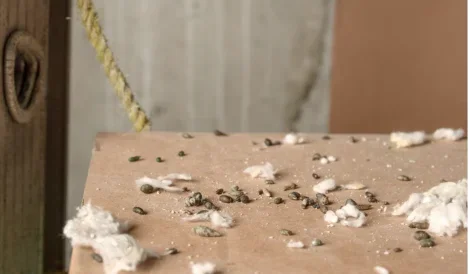 Rodent droppings and shredded nesting material on cardboard, Scranton PA