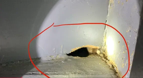 Rodent entry hole in a wall corner, Scranton PA