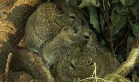 Rodents nesting together in a wood pile, Scranton PA