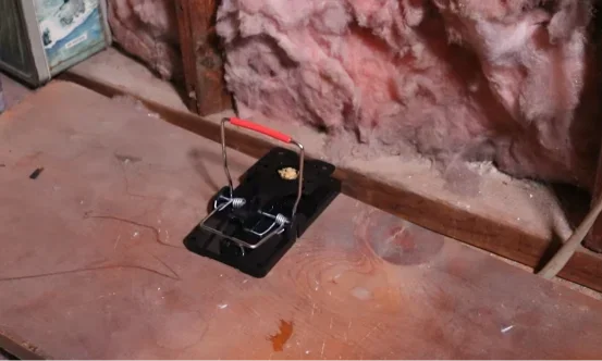 Snap trap placed on attic flooring near insulation, Hill Section Scranton PA